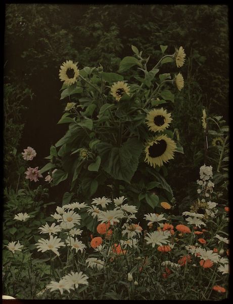 Lambertus Hendrik van Berk (Ca.1914). Tuin van het huis Kersbergen, Zeist, met onder andere zonnebloemen [Autochrome], Rijksmuseum. 