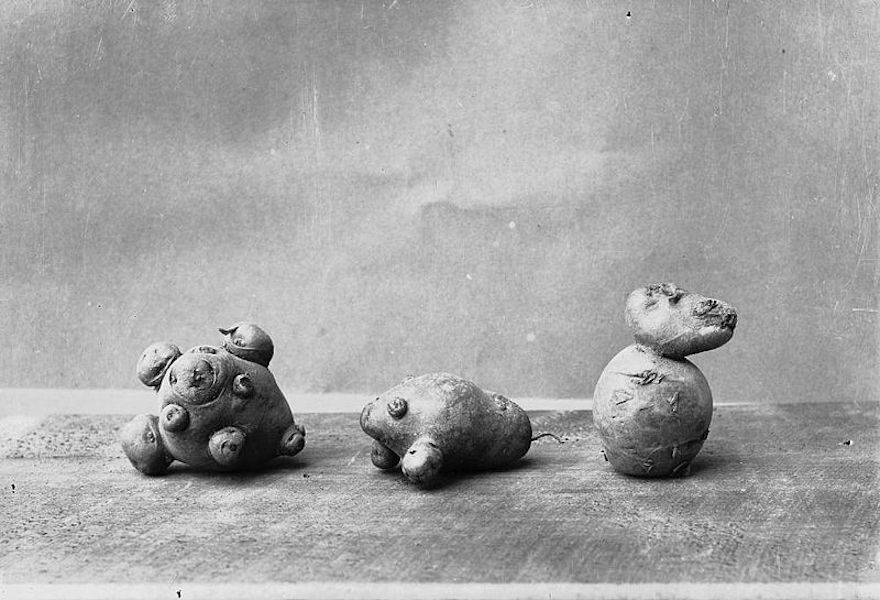 Percie Benzie Abery (Ca.1940) Odd shaped potatoes (1294743) [Photographic Print], National Library of Wales via Wikimedia Commons.